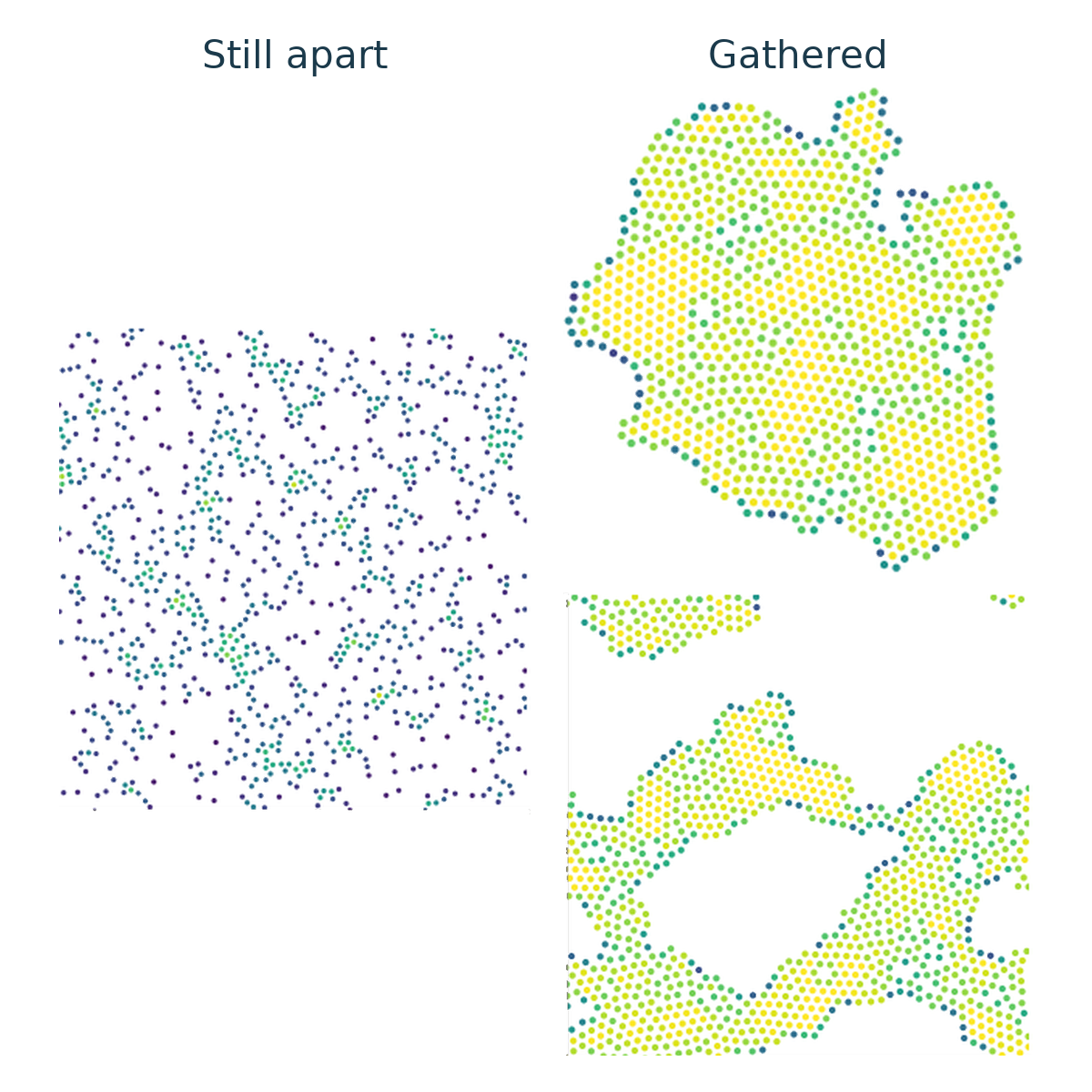 Cells still apart, beside cells gathered into a compact group and a group with an opening.