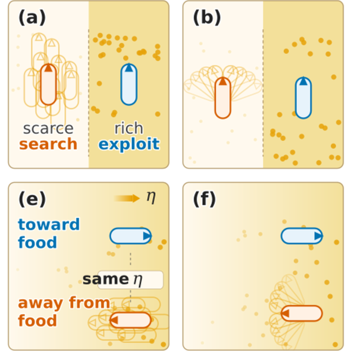 Jitter and heading responses. The cell searches when food is scarce, exploits when food is rich, and turns toward or away from food.