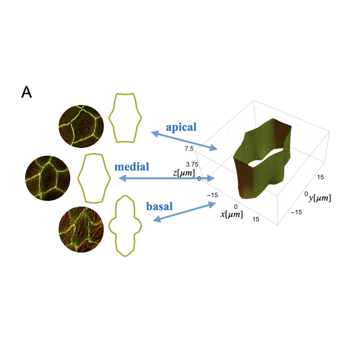 Microscopy images of epithelial cells at apical, medial, and basal planes beside their outlines and a 3D continuum shell model.